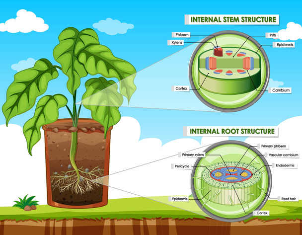 茎や根の構造図 - ベクター画像