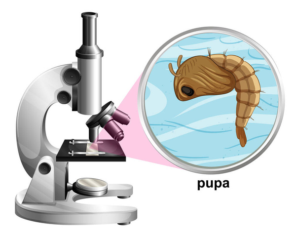 Mikroskop s komárem pupa na bílém pozadí ilustrace - Vektor, obrázek