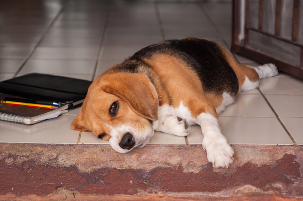 Sleepy beagle - Photo, Image