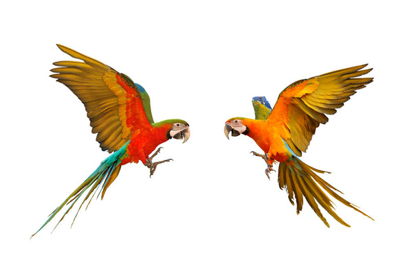 Colorido loro guacamayo volando aislado en blanco
 - Foto, Imagen