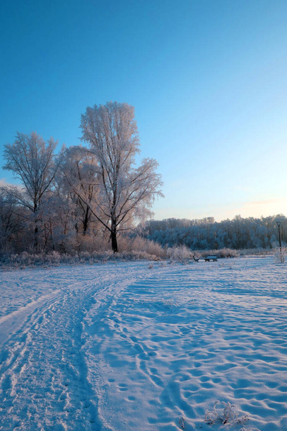 winter landscape in park wit trees                                - Zdjęcie, obraz