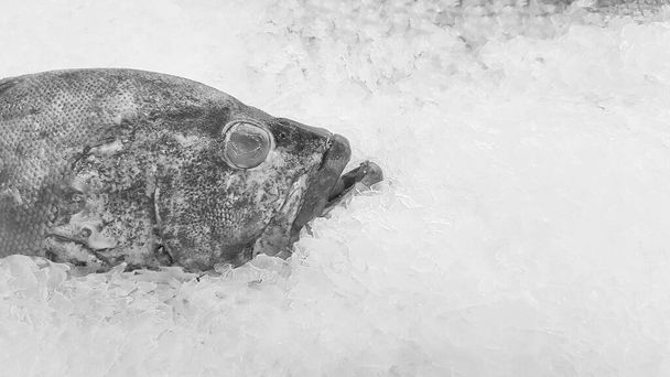 Fresco grouper congelamento no gelo para venda no mercado de peixe ou supermercado com espaço de cópia em tom preto e branco ou monocromático. Comida não cozida e Animal no submarino. Foto de arte - Foto, Imagem