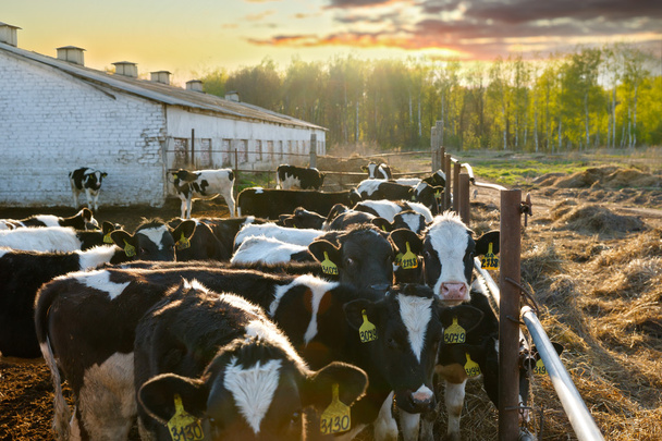 Grupo de vacas
 - Foto, Imagen