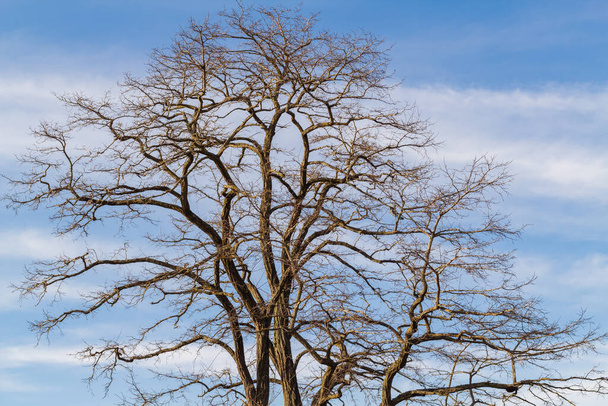 Ветви деревьев изолированы на голубом ску с облаками в парке, весенний сезон. White Rock, BC, Canada-March 152021. Фото путешествий, фото с улицы, избирательная направленность. - Фото, изображение