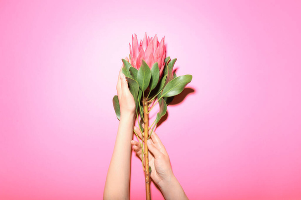 Женские руки с красивым цветком протея на цветном фоне - Фото, изображение