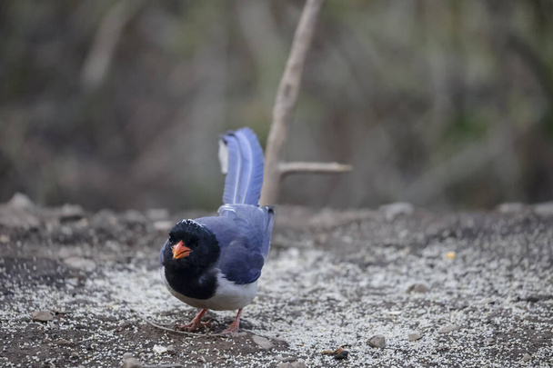 Punainen Laskutettu Sininen Harakka lintu venyttely maassa Sattal, Intia - Valokuva, kuva