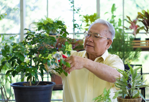 The retired grandfather spent the holidays taking care of the indoor garden. - Foto, Imagen