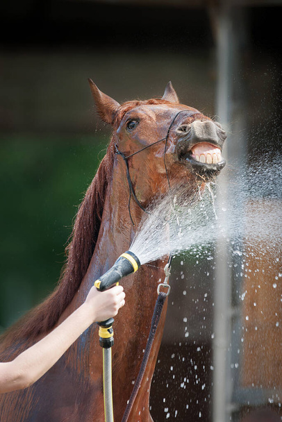 Red horse being washed with hose in summer - Фото, изображение