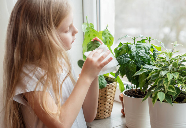 Little girl wipes the foliage of house plants, houseplant care - 写真・画像