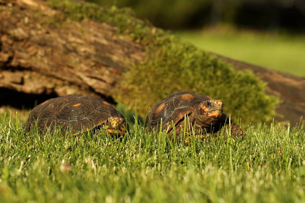 A pair of Red-footed tortoises (Chelonoidis carbonaria) in the green grass with a brown branch in the background. Morning sun. - Photo, Image