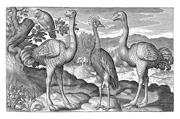 Crowned Crane Between Two Ostriches, Nicolaes de Bruyn - Foto, imagen
