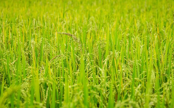зеленое пшеничное поле утром - Фото, изображение