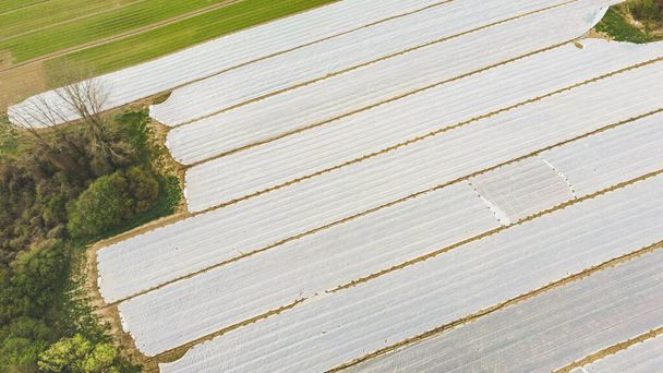 Bird`s view of white covers over plantation sheltering young vegetable sorts from freezing on the farm near Zagreb city - 写真・画像