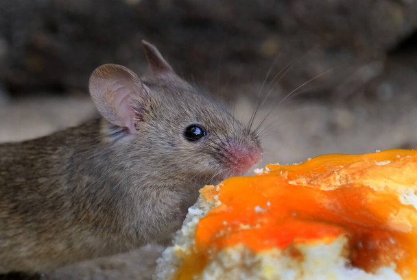 家のマウスはロデティアの小さな哺乳動物であり、特徴的には尖った鼻先、大きな丸みを帯びた耳、長い毛のある尾を持っている。これはMus属の中で最も豊富な種の一つである。. - 写真・画像