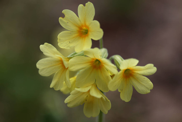 A fõemlõsök makró virágai vagy Primula veris a kerti füvön tavasszal. - Fotó, kép