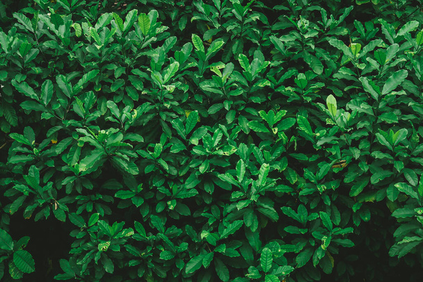 feuilles vertes fraîcheur fond  - Photo, image