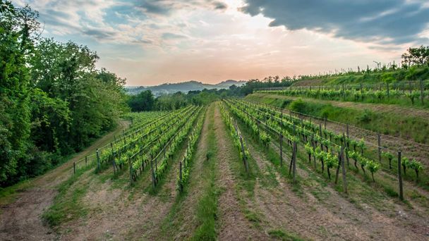 De zon gaat onder in de wijngaarden van Friuli-Venezia Giulia, Italië - Foto, afbeelding