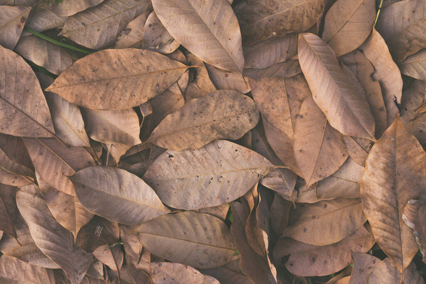 hojas secas de otoño en el suelo. vista superior - Foto, imagen