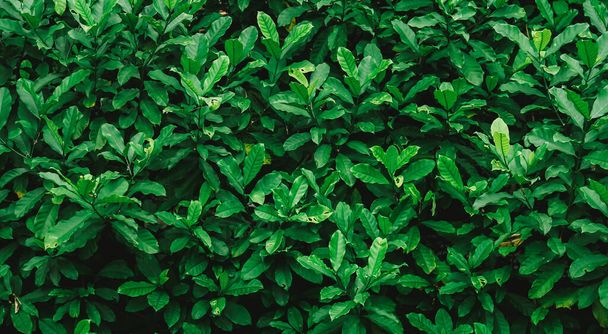 hojas verdes fondo frescura  - Foto, Imagen