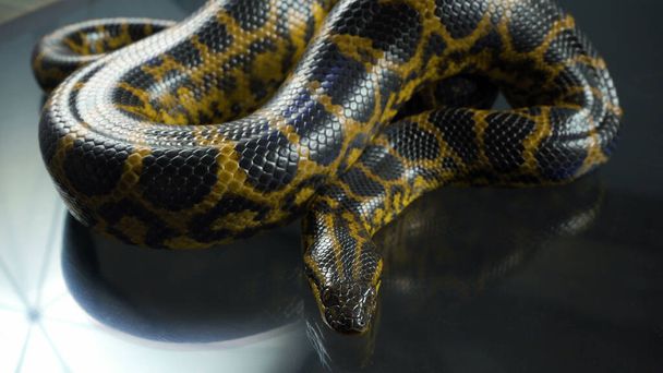 Foto de anaconda amarilla con cabeza en la oscuridad - Foto, Imagen