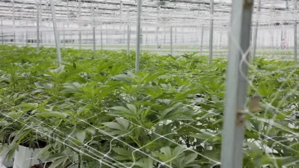 Плантации конопли смотреть видео места для выращивания марихуаны