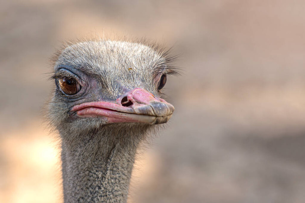 front view ostrich bird head and neck front portrait in the Thailand park - Zdjęcie, obraz