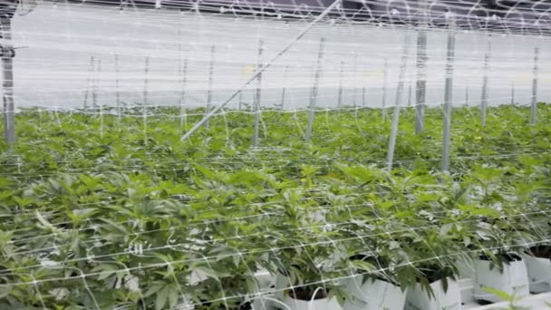 Piante di cannabis medica che crescono in condizioni controllate in una grande serra - Filmati, video