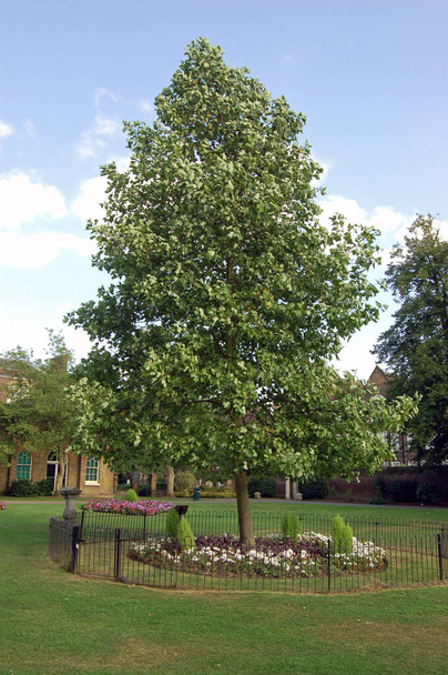 Uma árvore plantada em memória da falecida Diana, Princesa das Valas. Walpole Park, Ealing, West London - Foto, Imagem