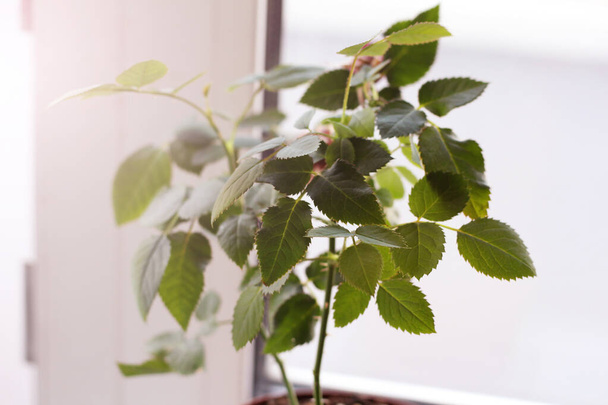 Rose with leaves on the window, home plant so close - Photo, Image