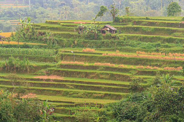 Blick über typische Reisterrassen auf der Insel Bali in Indonesien bei Tag - Foto, Bild