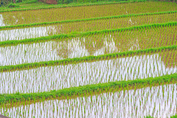 Widok na typowe tarasy ryżowe na wyspie Bali w Indonezji w ciągu dnia - Zdjęcie, obraz