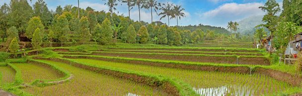 Kilátás a tipikus rizs teraszok a sziget Bali Indonéziában nappal - Fotó, kép