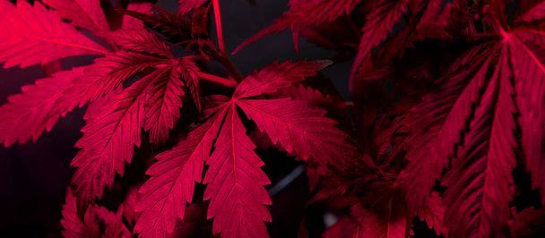 marijuana under lilac lighting,cannabis leaves background - Photo, image