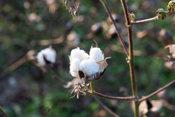 Boule de coton mûre sur la plante de coton - Photo, image