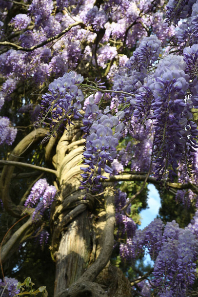 Paarse bloeiende Wisteria Sinensis. Mooie bloeiende wisteria plant in de tuin klimt een cipres. - Foto, afbeelding