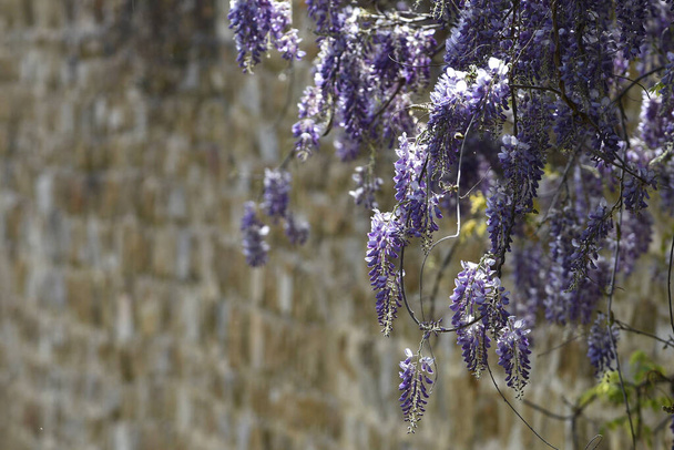 Flowering violet Wisteria Sinensis. Beautiful flowering Wisteria in garden. Selective focus - Photo, Image