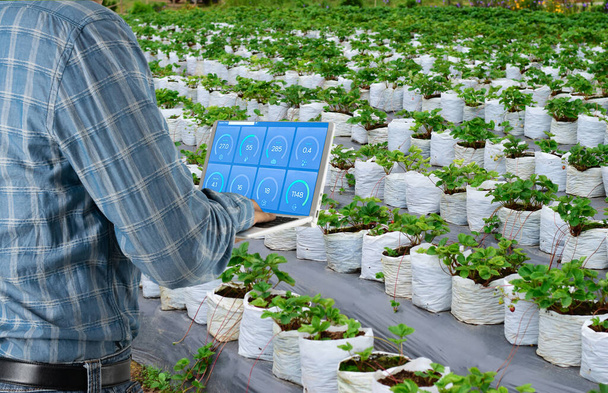 農家は栽培されているイチゴ畑でコンピュータ現代技術を使用しています。 - 写真・画像