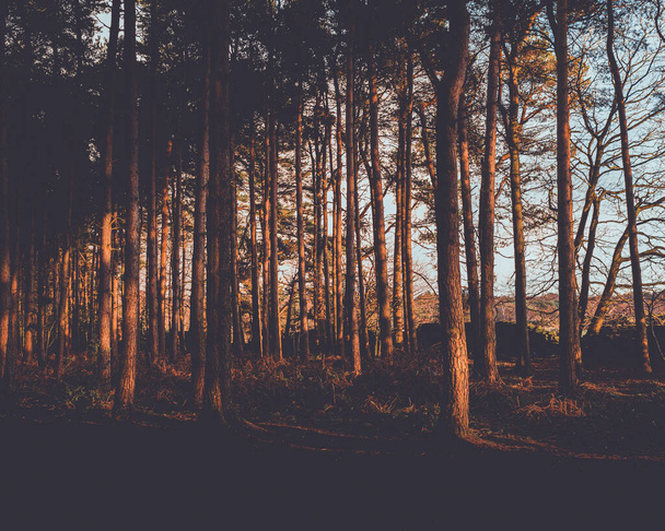 Sunset light rays illuminating the forest - Fotografie, Obrázek