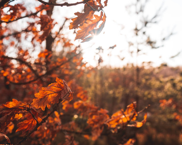 Beautiful Autumn fall leaves in the woods - Foto, immagini