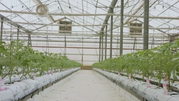 Nuoret tomaattikasvit, jotka kasvavat laajamittaisessa kasvihuoneessa valvotuissa olosuhteissa - Materiaali, video