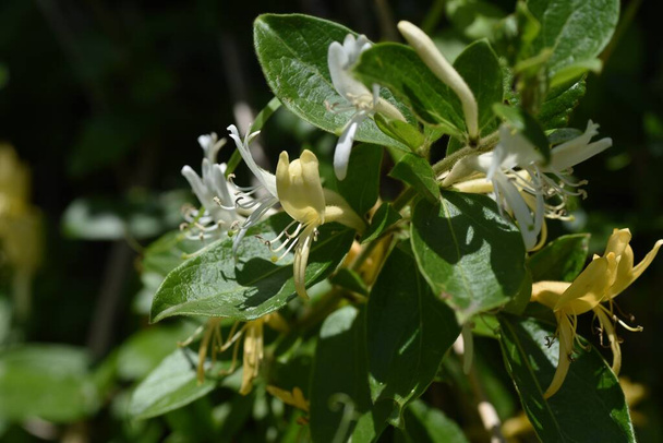 Cheiro doce "Flor de madressilva japonesa" / Videira perene Caprifoliaceae. - Foto, Imagem