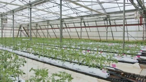 Plantas jóvenes de tomate que crecen en un invernadero a gran escala en condiciones controladas - Metraje, vídeo