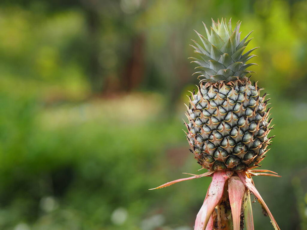The pineapple tree is bearing fruit in on blurred nature background - Foto, imagen