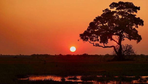 Nízká světlá africká scéna západu slunce, s úplným sluncem těsně nad obzorem, s velkým stromem a pevninou rýsující se proti oranžové obloze a s kaluží vody v popředí. - Fotografie, Obrázek