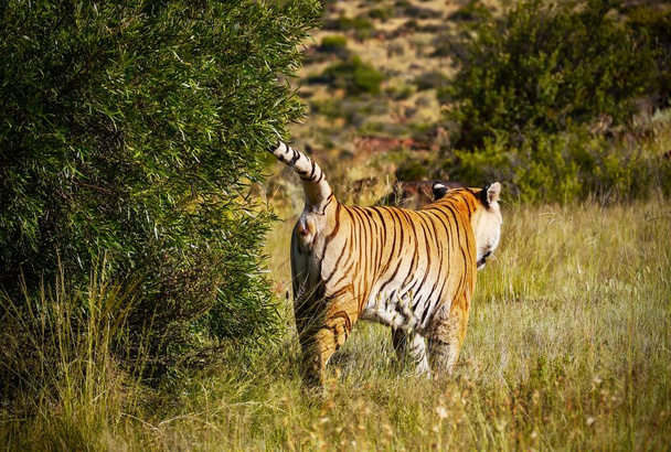 Mostrando comportamiento social del tigre (Panthera tigris), como un adulto rocía un arbusto con su aroma, para marcar el límite de su territorio. - Foto, Imagen