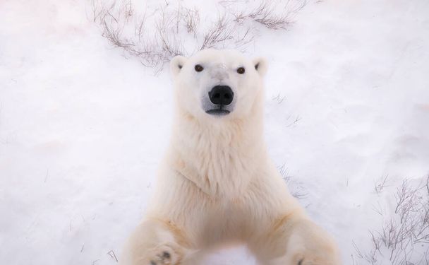 Vista ad alto angolo del viso e del petto di un orso polare maschio selvaggio mentre si erge sulle zampe posteriori cercando di raggiungere verso la fotocamera, creando un po 'di movimento sfocatura. Churchill, Canada. - Foto, immagini