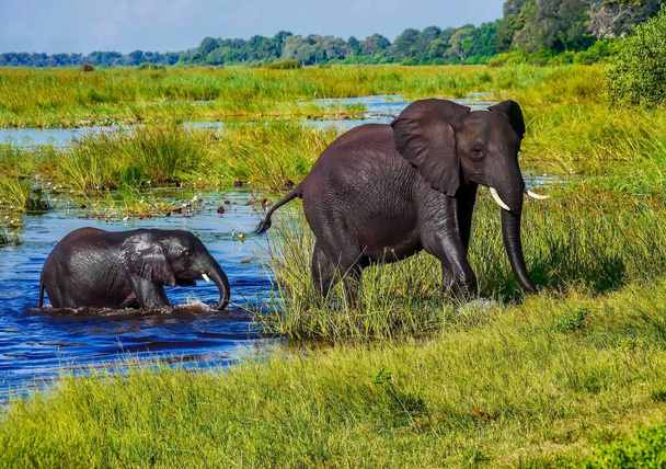 A mother African elephant leads her wet baby out of the water and onto a grassy shore, after swimming across a river in the lush, green Okavango Delta in northern Botswana. - Photo, Image