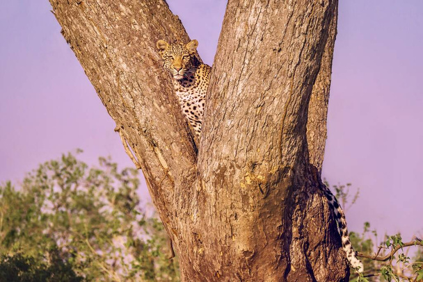 Egy vad, felnőtt leopárd ül egyedül egy fán, egyenesen a kamerába néz. Botswanában.. - Fotó, kép