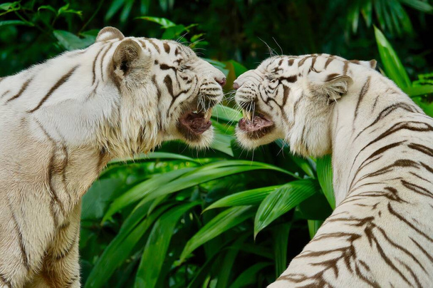 Acercamiento de dos hermosos tigres blancos de pie cara a cara, gruñendo y gruñendo el uno al otro, en un exuberante entorno de selva verde. - Foto, imagen