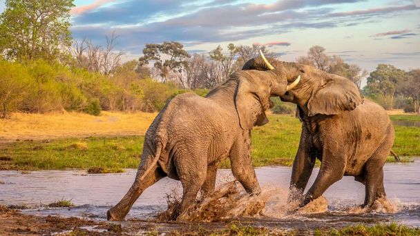 Two bull elephants fighting and splashing in the Khwai River, Botswana. - Photo, Image
